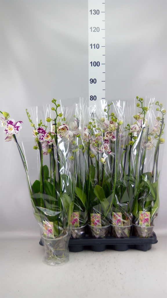 Phalaenopsis Marrakesh 12Ø 70cm 4st
