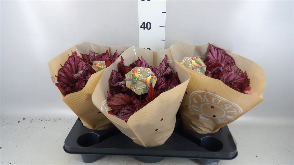 Begonia Leaf Magic Colours Lambada 17Ø 35cm