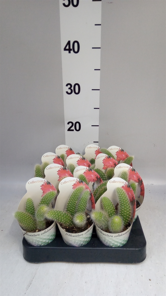 Cactus Overig 506Ø 9cm