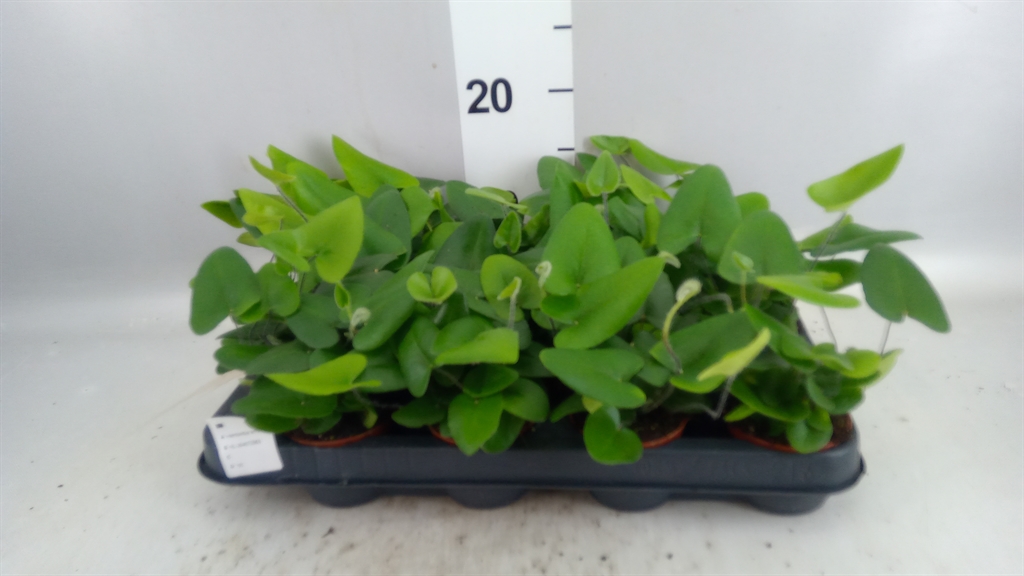 Hemionitis Arifolia 7Ø 15cm