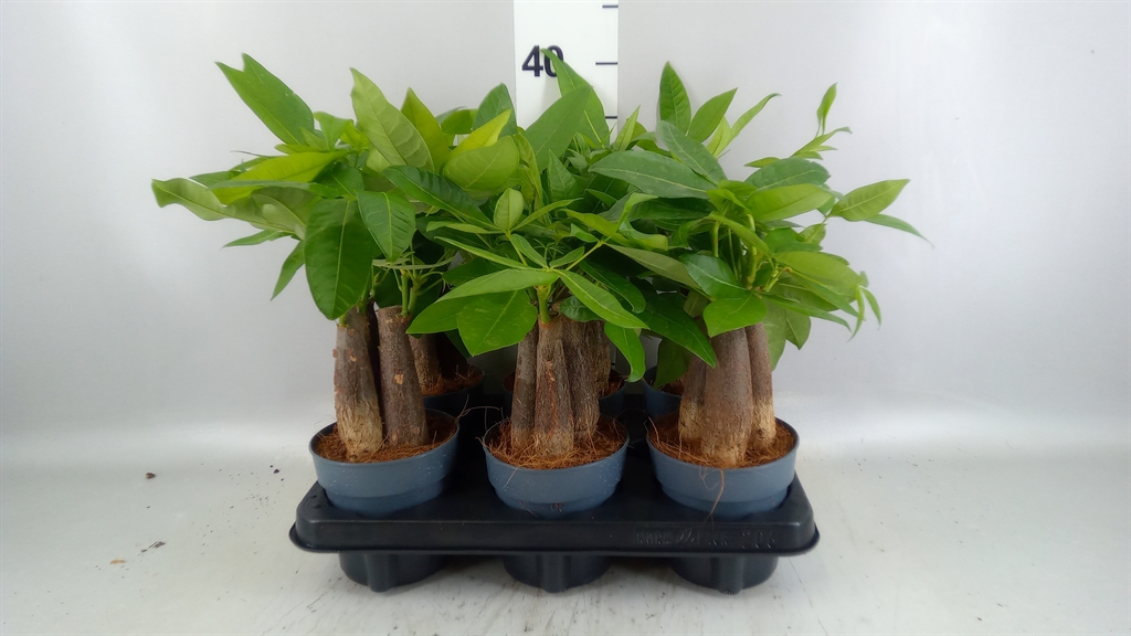 Pachira Aquatica 12Ø 35cm