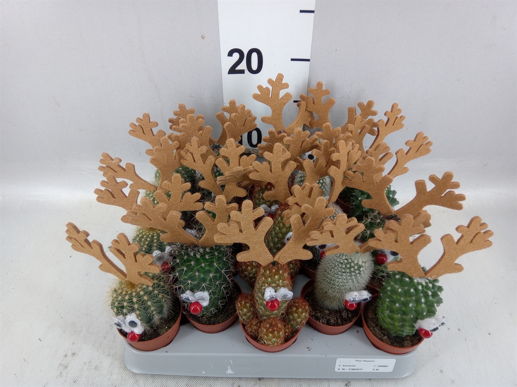 Cactus Mix 5Ø 15cm