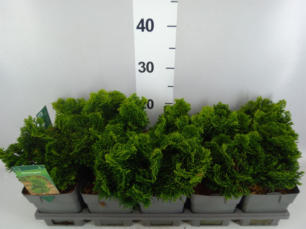 Chamaecyparis Nana Gracilis 12Ø 15cm