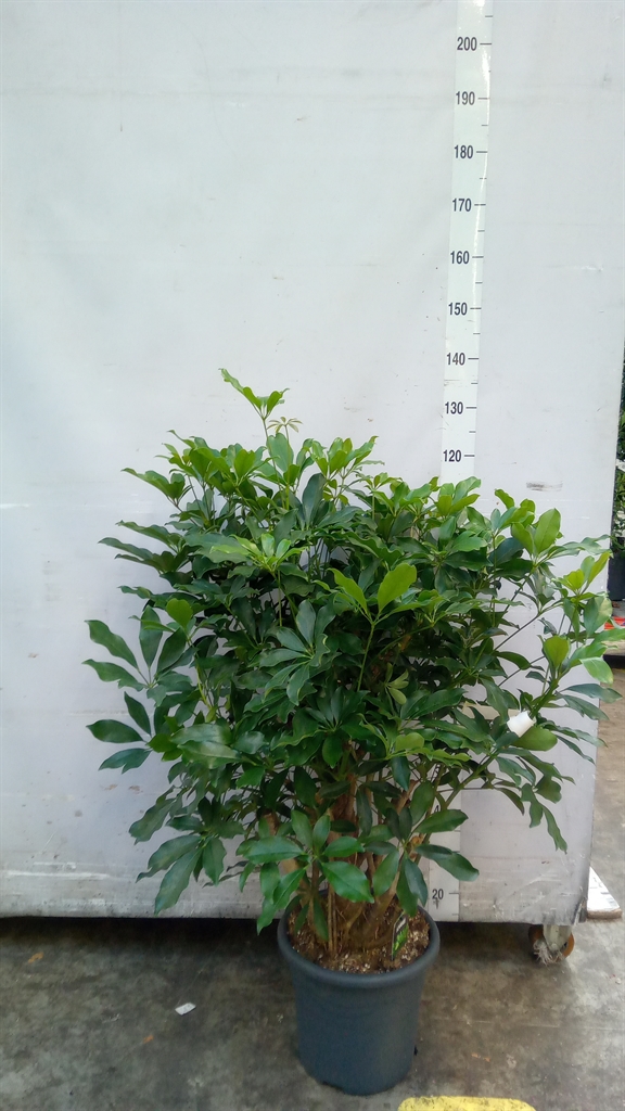 Schef Ar Compacta 32Ø 130cm