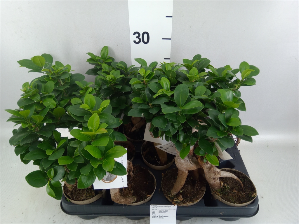 Ficus Microcarpa Ginseng 9Ø 30cm