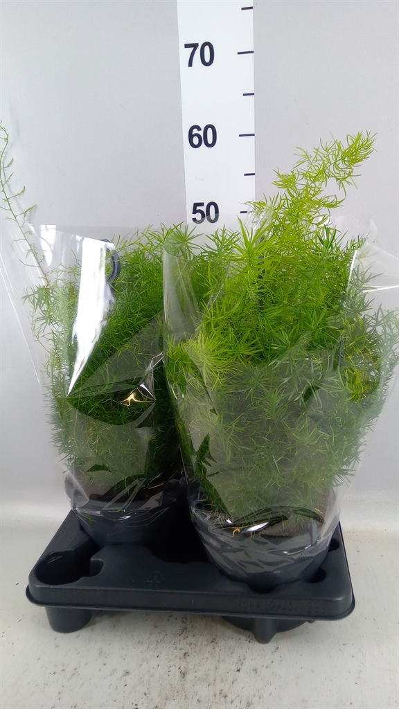 Asparagus Setaceus 19Ø 55cm