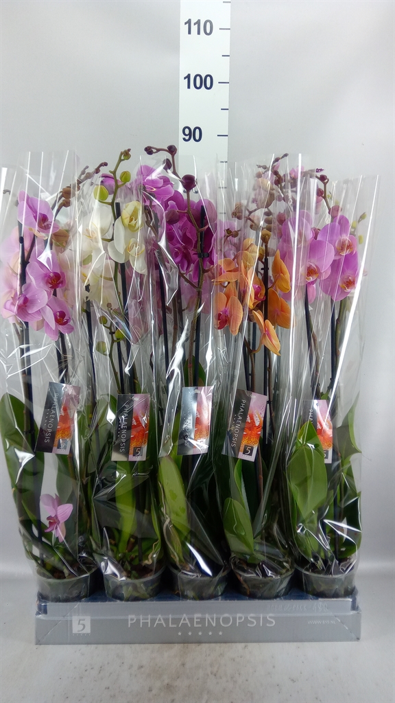 Phalaenopsis Mix 8 Colours 12Ø 70cm 2st