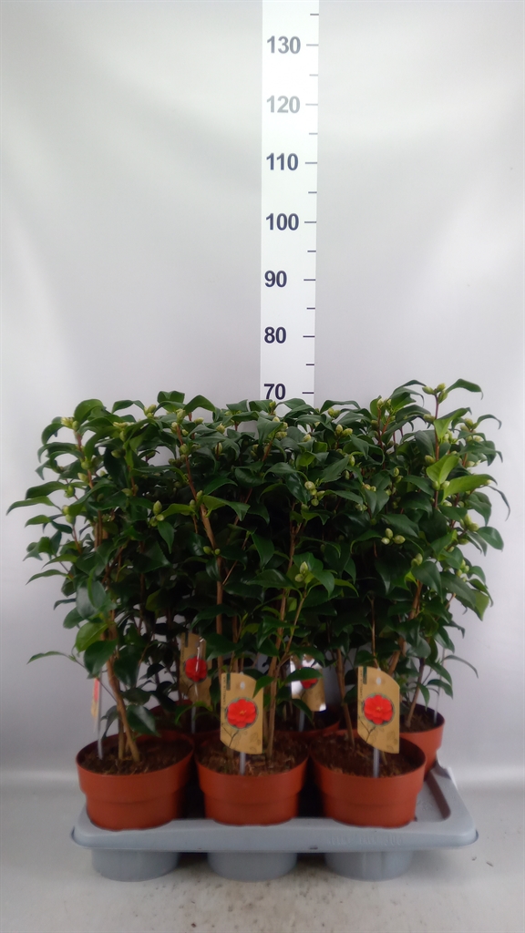 Camellia Mary Williams 17Ø 60cm