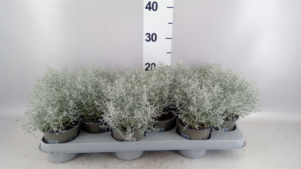 Leucophyta Brownii 11Ø 20cm