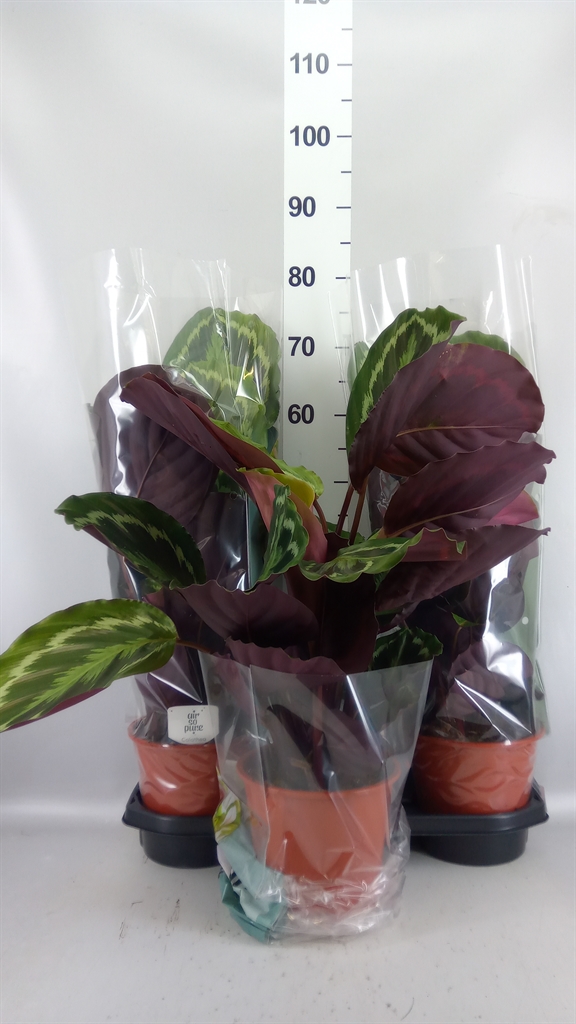 Calathea Medallion 19Ø 70cm