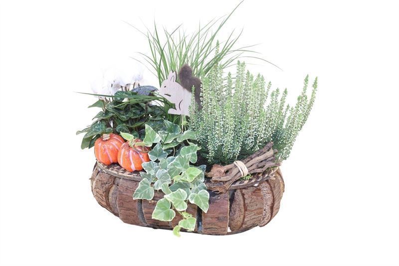 Arrangement Garden Plants 32Ø