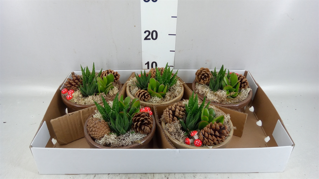 Vetplanten Arr 6% 16Ø