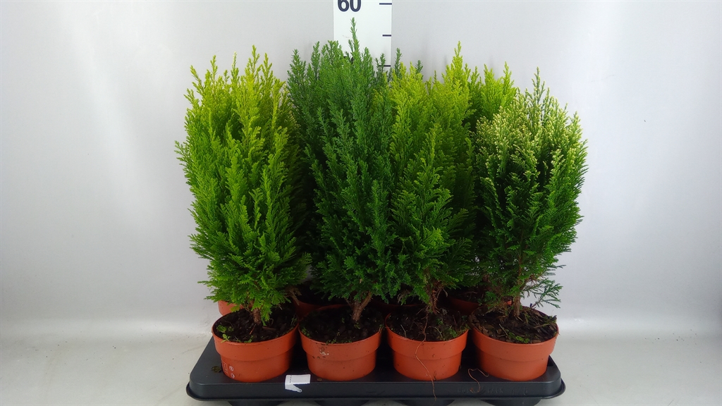 Conifers Mix 13Ø 50cm