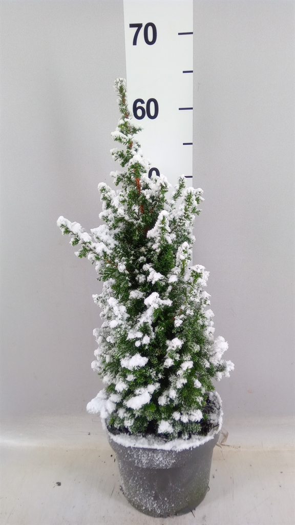 Chamaecyparis Top Point 19Ø 45cm
