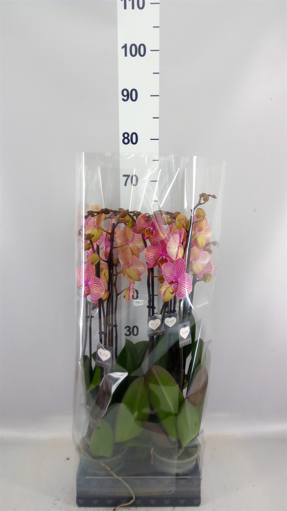 Phal Jupiter 12Ø 65cm
