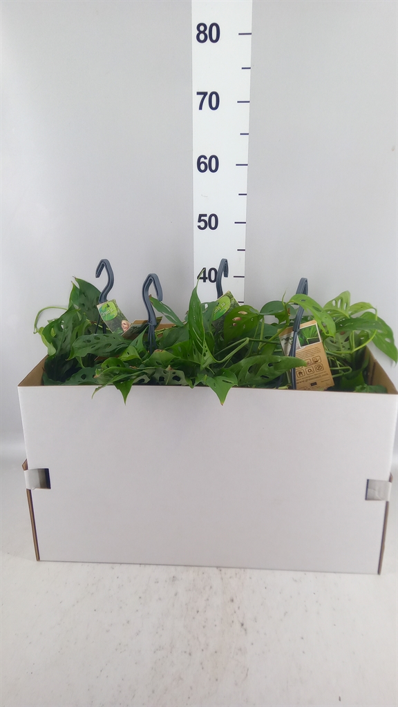 Monstera Adansonii 17Ø 40cm