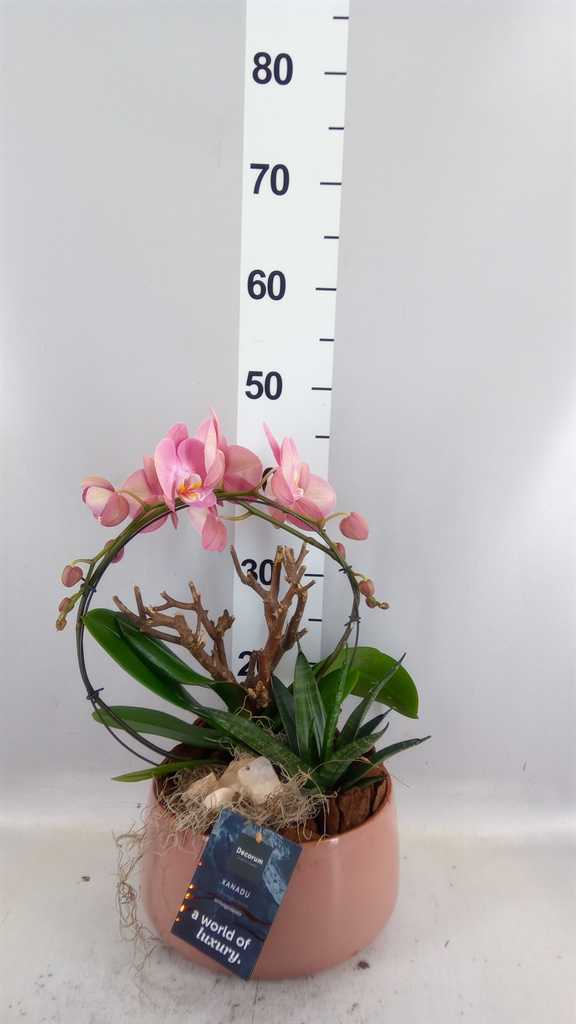 Arrangement Indoor 24Ø
