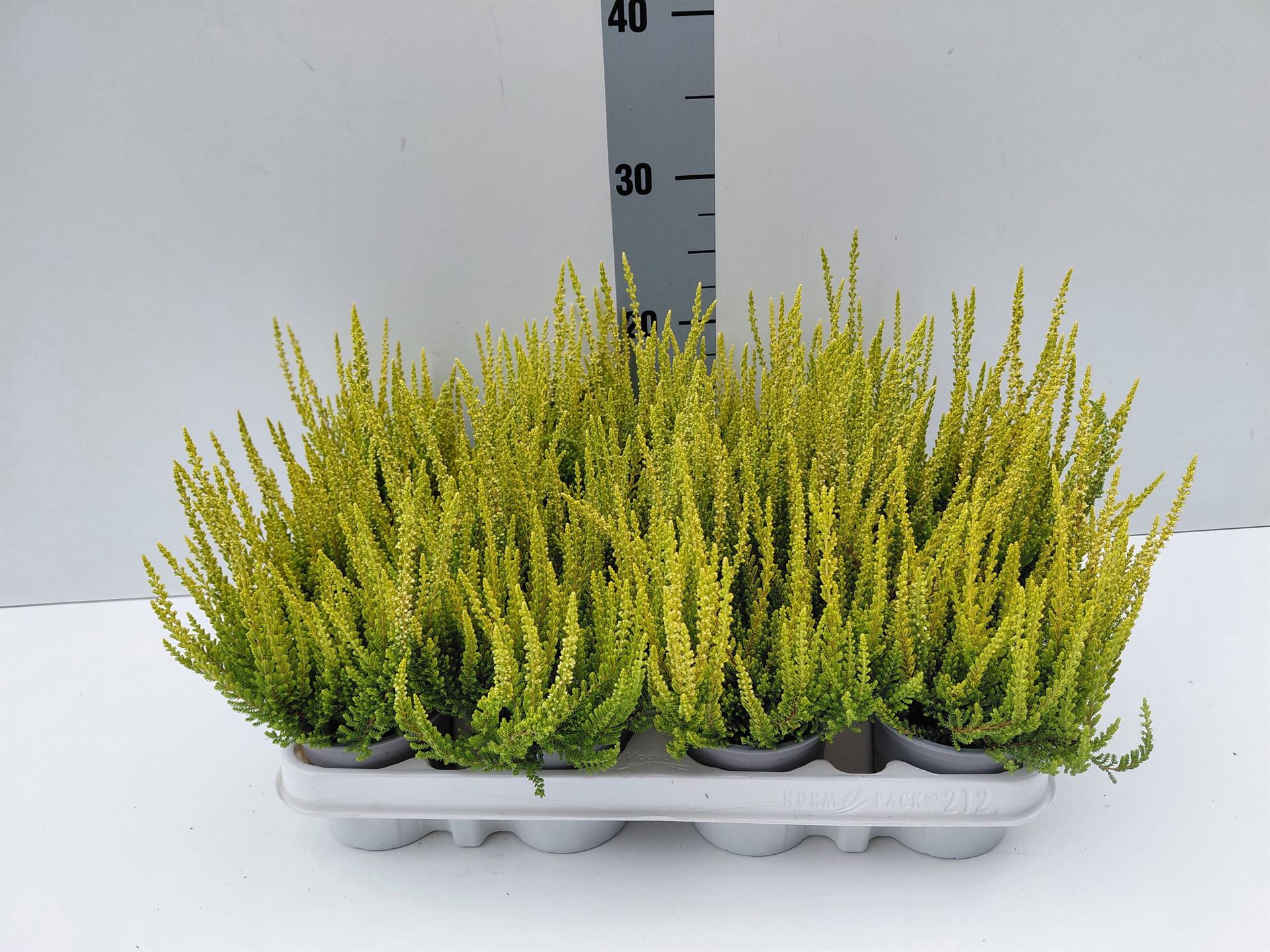 Calluna Beauty Ladies Agneta 9Ø 20cm