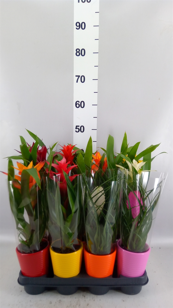 Bromelia Mix 11Ø 35cm