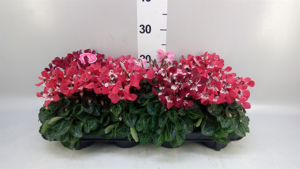 Cyclamen Super Serie Djix 10Ø 23cm