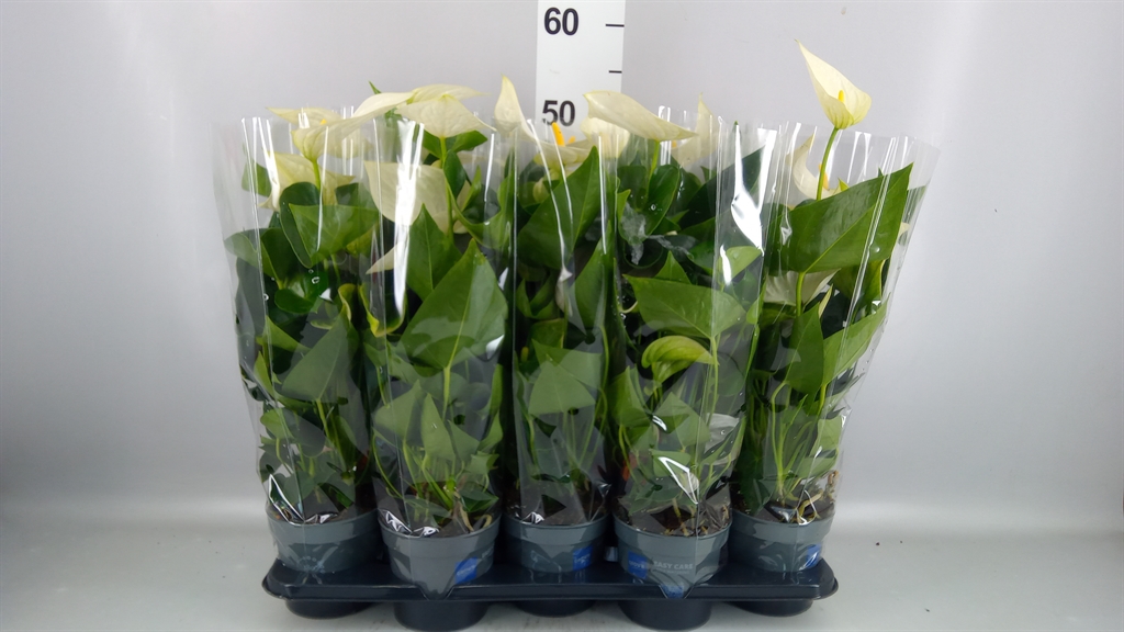 Anthurium Karma White 12Ø 43cm