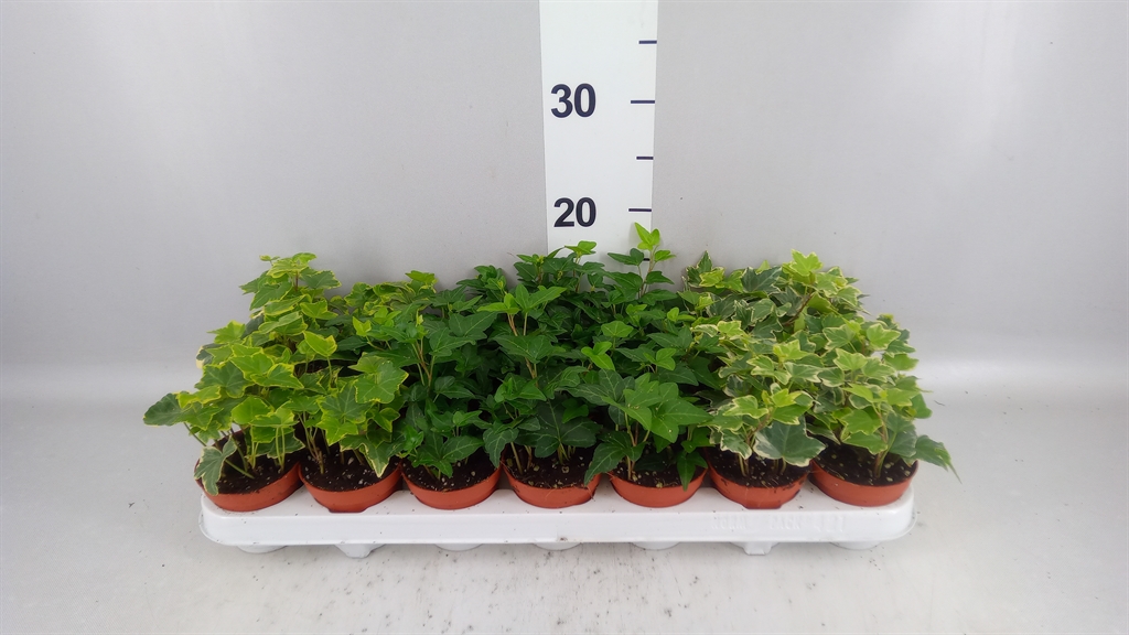 Hedera Helix Mix 8Ø 5cm