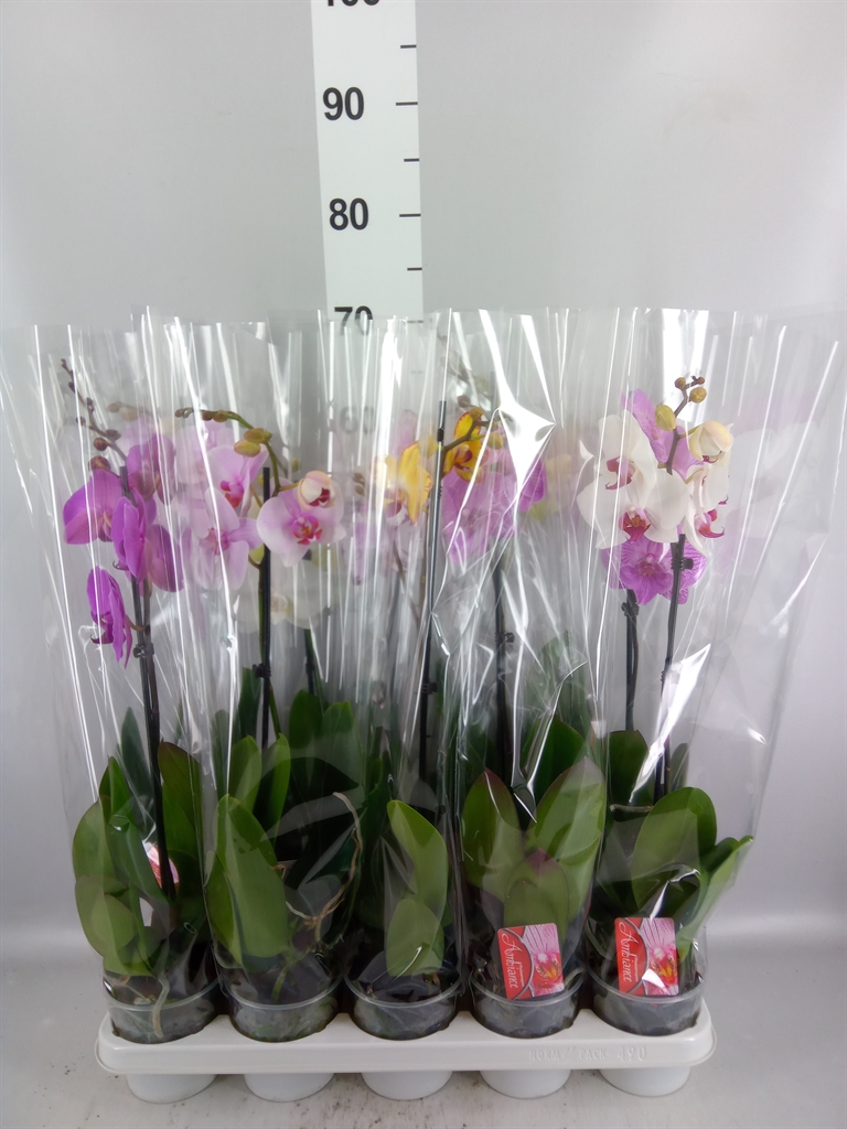 Phalaenopsis Mix 12Ø 65cm 1st