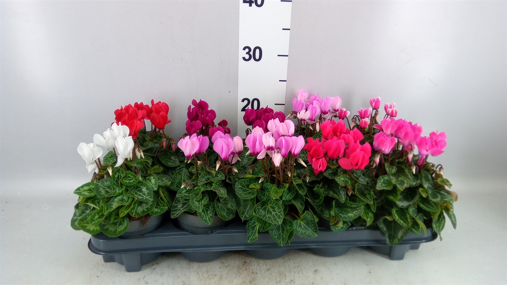 Cyclamen Super Serie Verano 10Ø 23cm