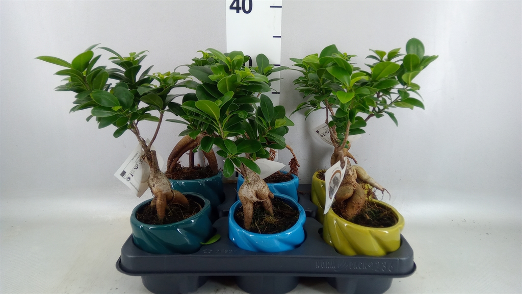 Ficus Microcarpa Ginseng 11Ø 30cm