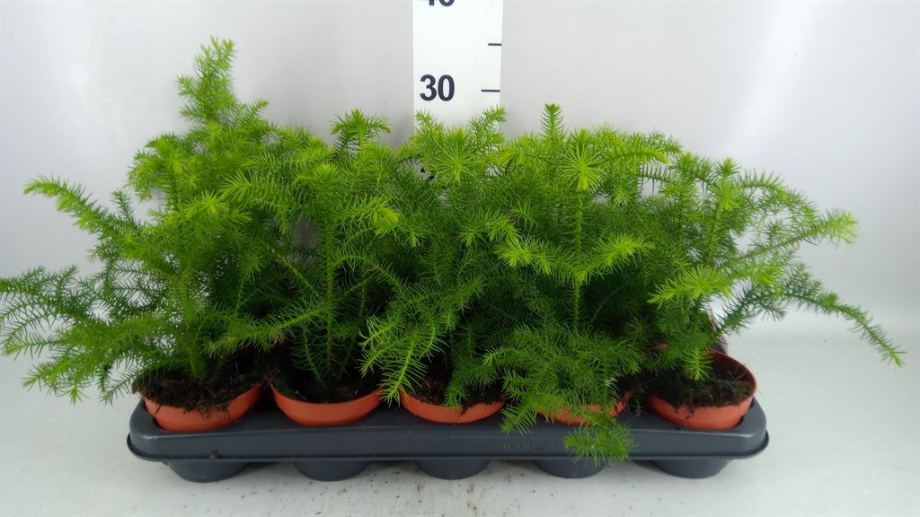 Araucaria Heterophylla 10Ø 25cm