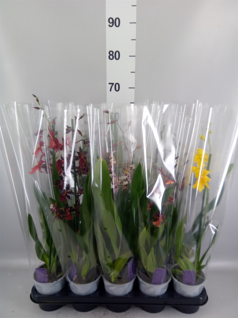 Orchids Mix 12Ø 55cm