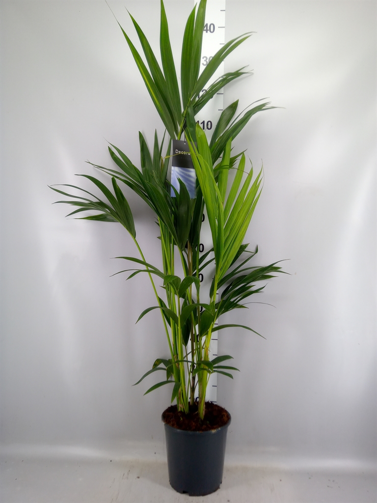 Howea Forsteriana 21Ø 130cm