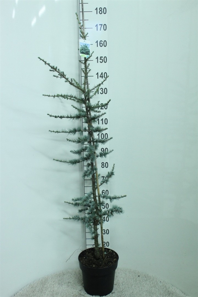 Cedrus Lib Glauca 29Ø 180cm