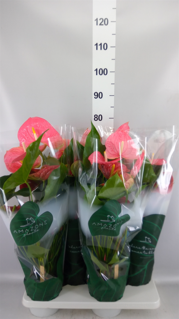 Anthurium Colorado 17Ø 65cm