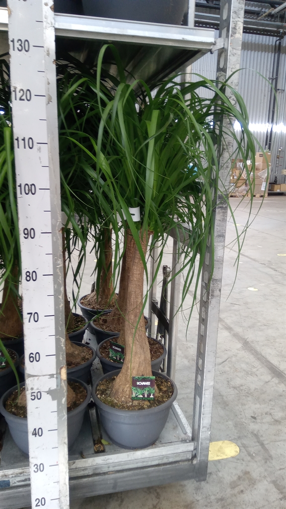 Beaucarnea Recurvata 26Ø 90cm