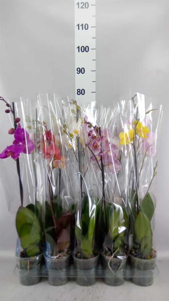 Phalaenopsis Mix 5 Colours 12Ø 55cm 1st