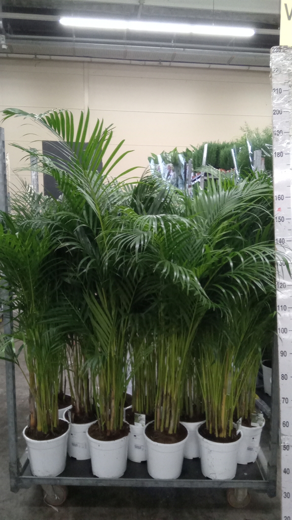 Dypsis Lutescens 24Ø 130cm
