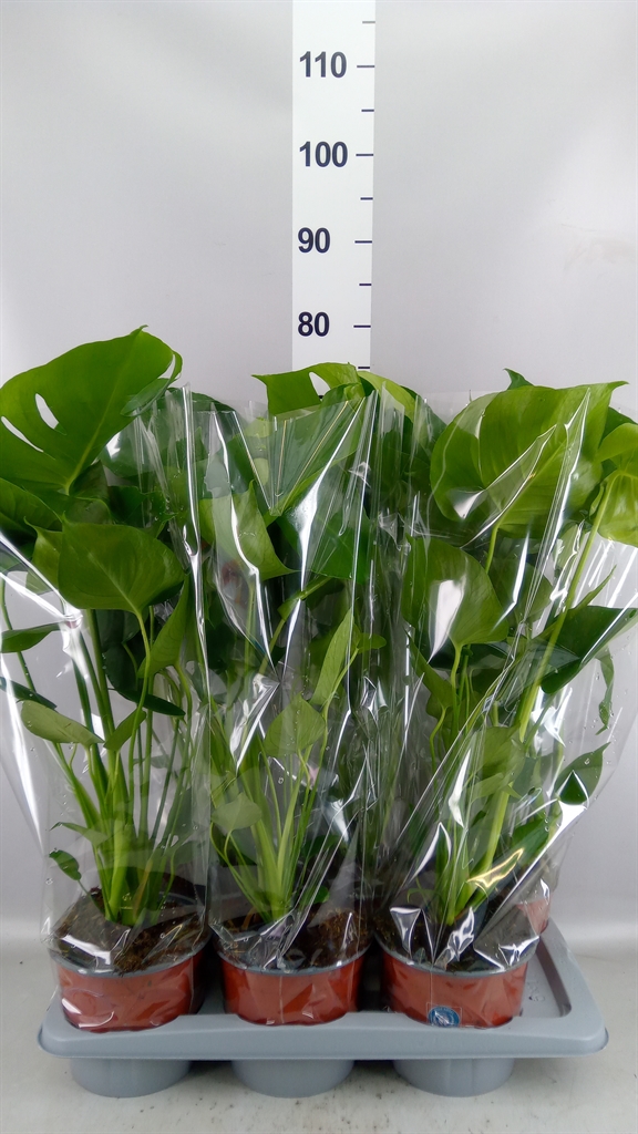 Monstera Deliciosa 17Ø 65cm
