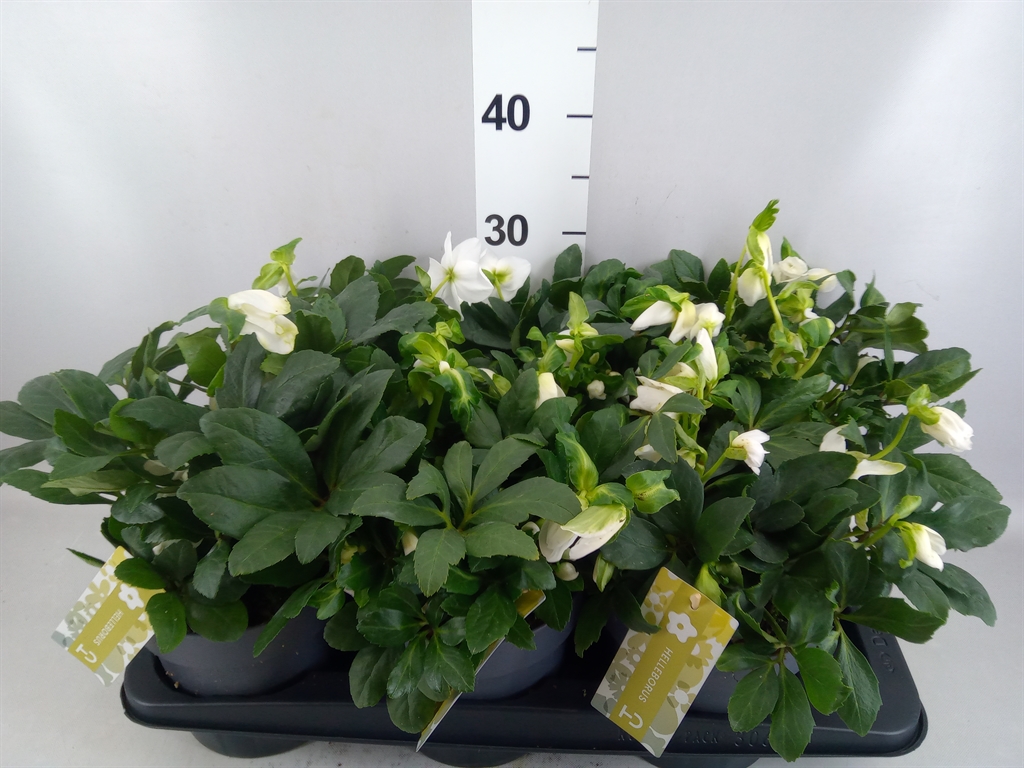 Helleborus Advent Star 17Ø 30cm
