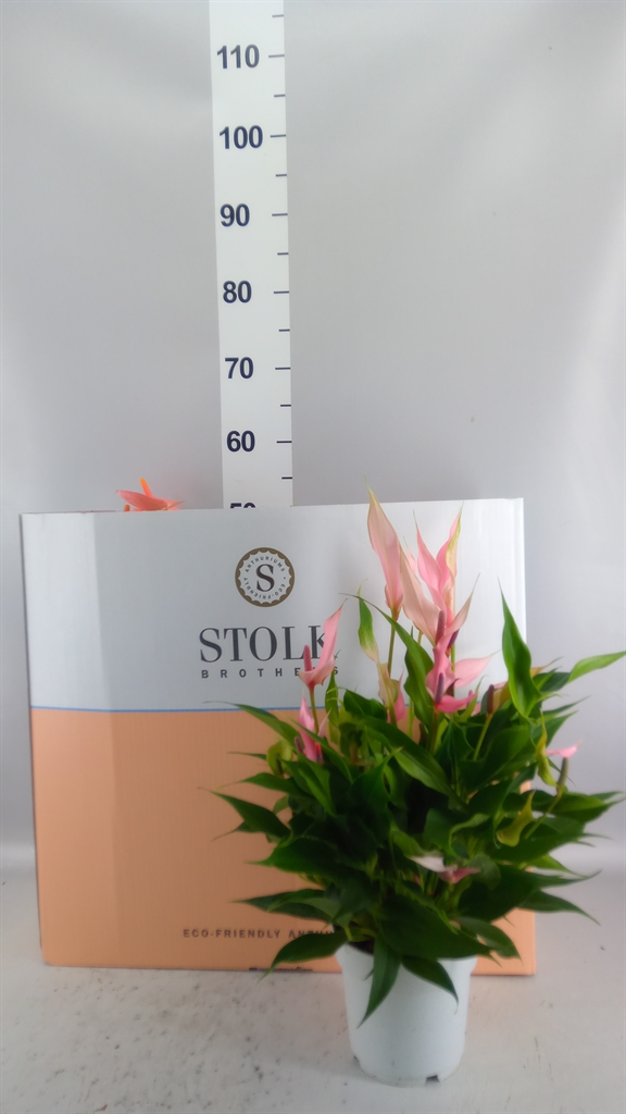 Anthurium Mix 3 Colours 14Ø 50cm