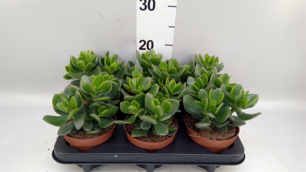 Crassula Hulk 12Ø 15cm