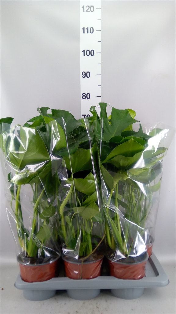 Monstera Deliciosa 17Ø 65cm