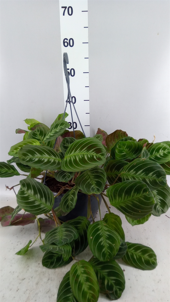 Maranta Overig 25Ø 30cm