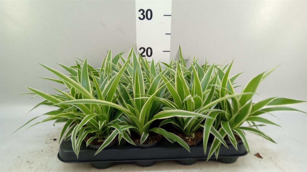 Chlorophytum Ocean 7Ø 15cm