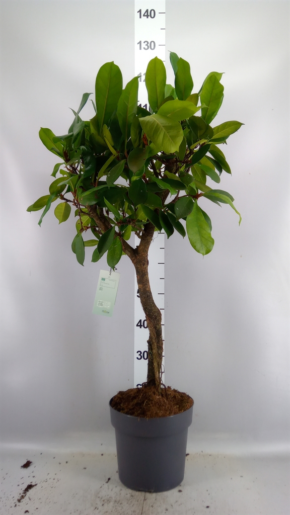 Ficus Cyathistipula 24Ø 115cm