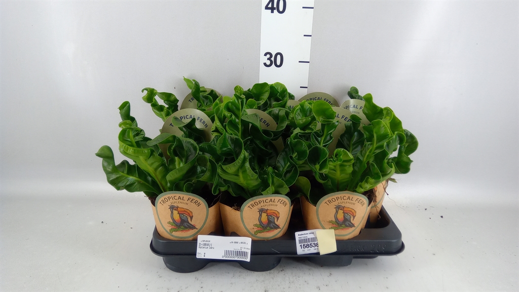 Asplenium Nidus 11Ø 40cm
