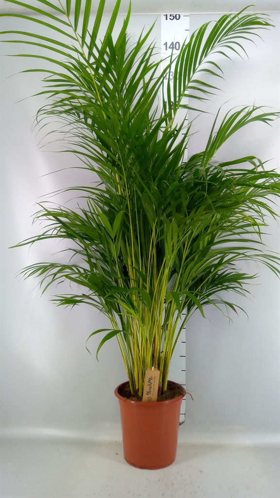Dypsis Lutescens 24Ø 120cm