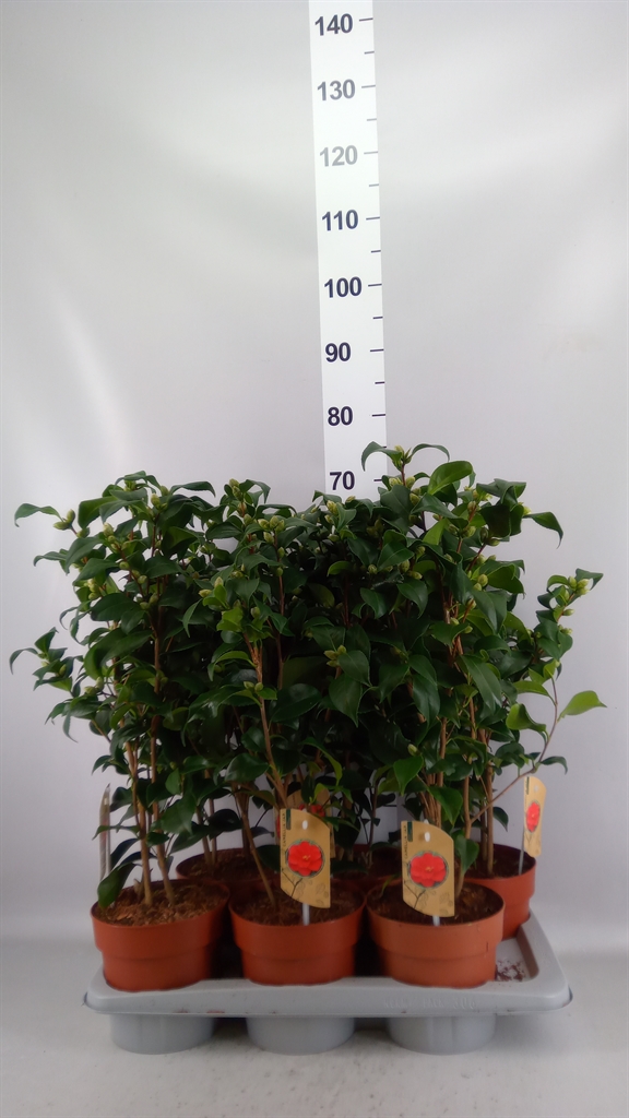 Camellia Mary Williams 17Ø 60cm