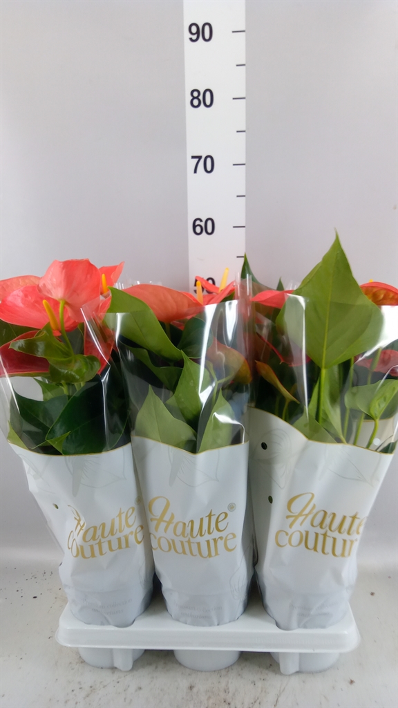 Anthurium Sierra Orange 14Ø 50cm