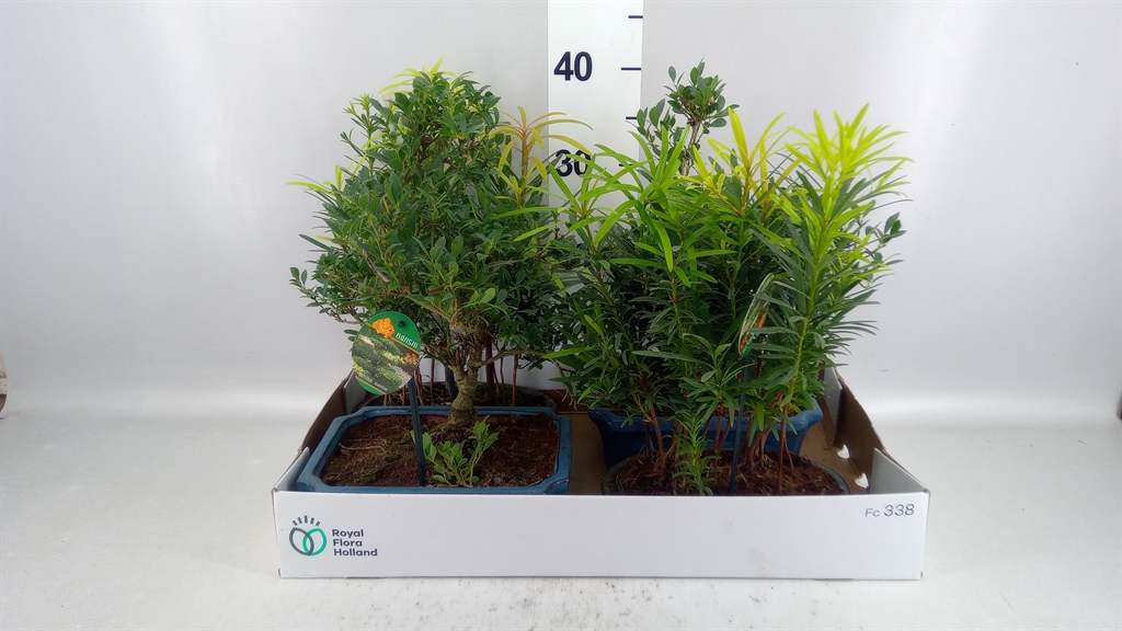 Bonsai Mix 25Ø 40cm
